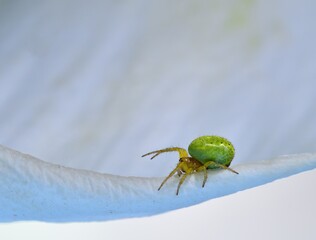 Misumena vatia waiting for  prey