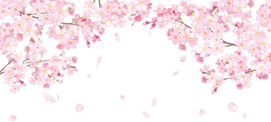 Fototapeta na wymiar 桜と散る花びらのアーチ型フレーム。水彩イラスト。ワイドサイズの背景。 （透過背景）