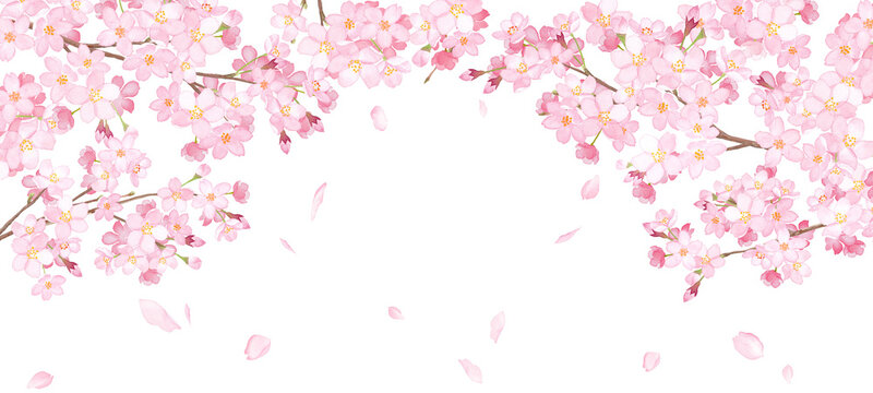 桜と散る花びらのアーチ型フレーム。水彩イラスト。ワイドサイズの背景。 （透過背景）