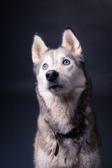 Beautiful sibirian husky with blue eyes sitting in studio with grey background