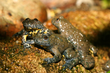 Gelbbauchunke (Bombina variegata) auch Bergunke, Amphibien