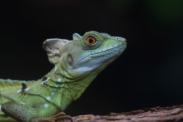 Stirnlappenbasilisk (Basiliscus plumifrons) oder Federbuschbasilisk, Schuppenkriechtier