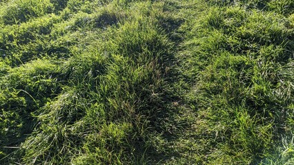trodden path on the green grass in the sun