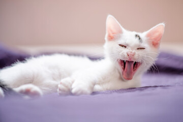 Fototapeta na wymiar Mały, uroczy kotek