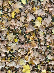 autumn leaves background