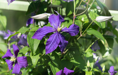 flowering of blue climatis in the bright sun in the garden