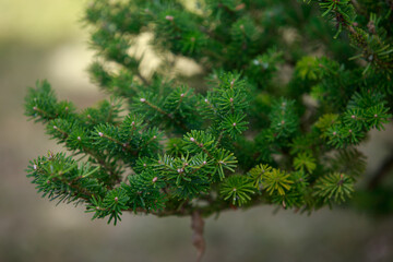 Fir tree brunch close up