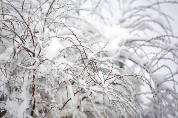 snow covered bush branches
