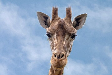 Tête de girafe d'Afrique en gros plan, de face	