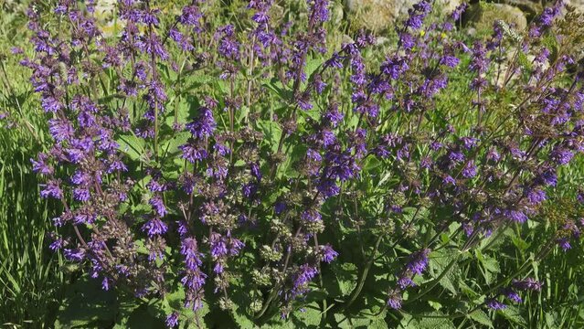 Day-nettle (Lamium sp.). Caucasus