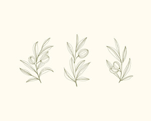 Olive Logo, Olive Branch, Olive Vector, Botanical Logo