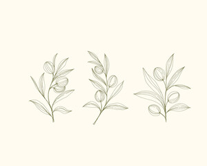 Olive Logo, Olive Branch, Olive Vector, Botanical Logo
