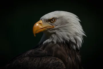  Portrait of a majestic bald eagle  American eagle adult (Haliaeetus leucocephalus). Dark background. American National Symbol.                                      © Albert Beukhof