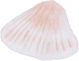 shell in the holiday summer watercolor hand painted