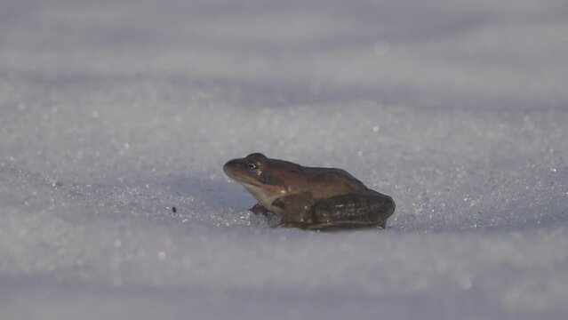 The moor frog (Rana arvalis) woke up after hibernation and migrates through the spring snow