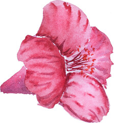 hibiscus flower in the holiday summer watercolor hand painted © wirakorn
