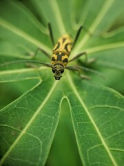 green caterpillar on leaf