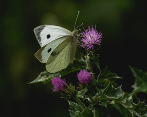 butterfly on a flower