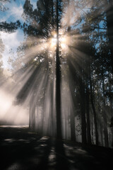 Rayos de sol en la niebla entre las ramas de un árbol del bosque