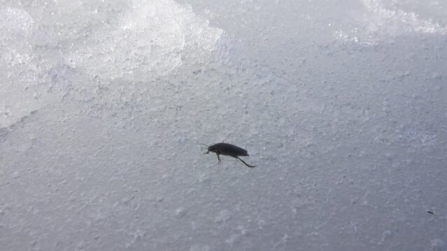 The Water-tiger (Rhantus notatus) left the wintering pit of the reservoir and migrates over the ice