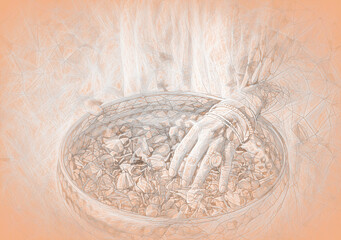 Rose flower for the preparation of essential oil. Spa and aromatherapy and drawing effect. Rose in woman hand.