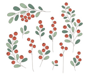 Branches and red berries Christmas collection