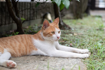 くつろぐ猫　茶トラ白