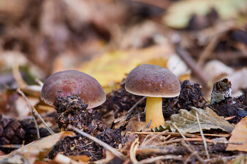 xerocomus pruinatus, matt bolete mushroom in forest - obrazy, fototapety, plakaty