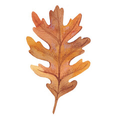 Watercolor hand drawn dry oak brown leaf isolated 