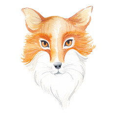 Obraz premium Watercolor hand drawn red fox head isolated 