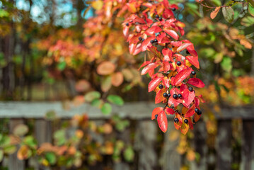 Branch with red leaves and berries on bush near wooden fence