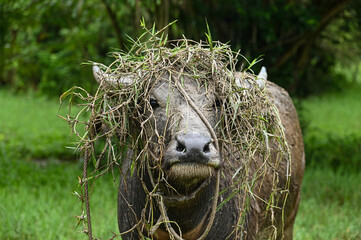 A buffalo eating grass on a meadow.