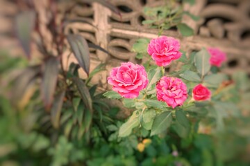 pink roses in the garden