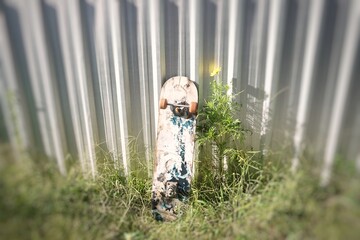 Used skateboard abandoned by the wall.