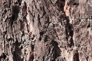 Close-up of the bark of the tree, the texture of the bark, the background of nature.