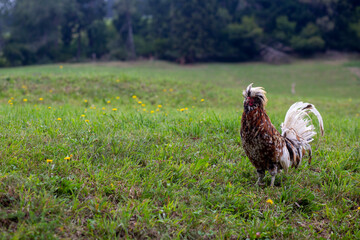 A cock in the north of Italy