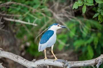 bird on a branch