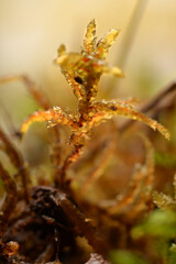 mosses and lichens on a macro scale