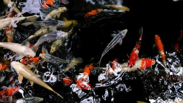 colorful koi fish swimming in a pond with fresh clear water