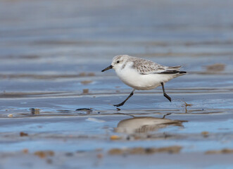 Sanderling