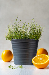 Orange thyme or thymus citriodorus plant in grey vase with sliced oranges on grey background