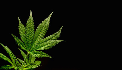 Naklejka na ściany i meble Cannabis plant against a black background. Texture marijuana leaves