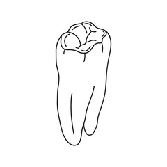 Human tooth. Vector, outline, anatomical, hand drawn illustration on white background.