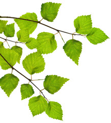 Green young birch leaves in spring isolated