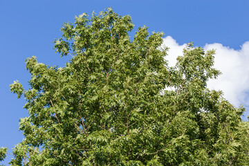 Top of the ash-tree on a background of sky