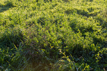 Fragment of the meadow covered with different grass backlit