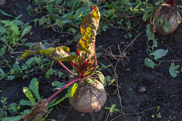 Beetroot growing on the field, view before sunset