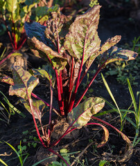 Fragment of the field of the beetroots, selective focus