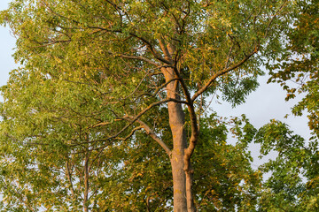 Part of the ash-tree against the sky at sunset