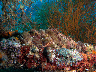 Fototapeta na wymiar A Bearded Scorpionfish camouflaged amongst corals on a wreck Boracay Island Philippines